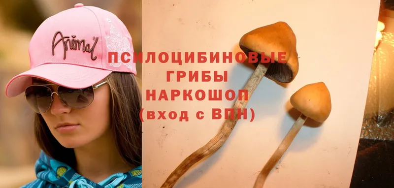 Галлюциногенные грибы Psilocybine cubensis  Соликамск 